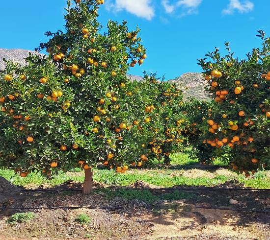 Appelsintræer i Cederberg
