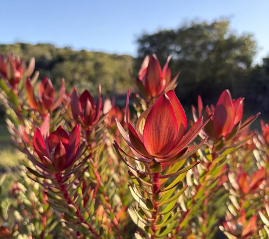 Protea-blomster i Fynbos