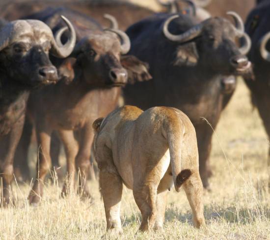 Safarilodge i Chobe Nationalpark i Botswana