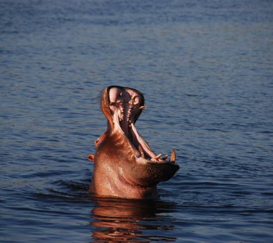 Safari Chobe National Park