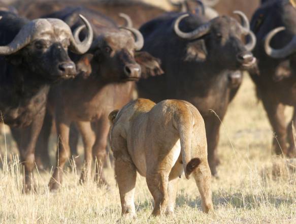 Safarilodge i Chobe Nationalpark i Botswana