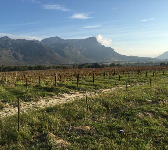 Vinlandet Sydafrika