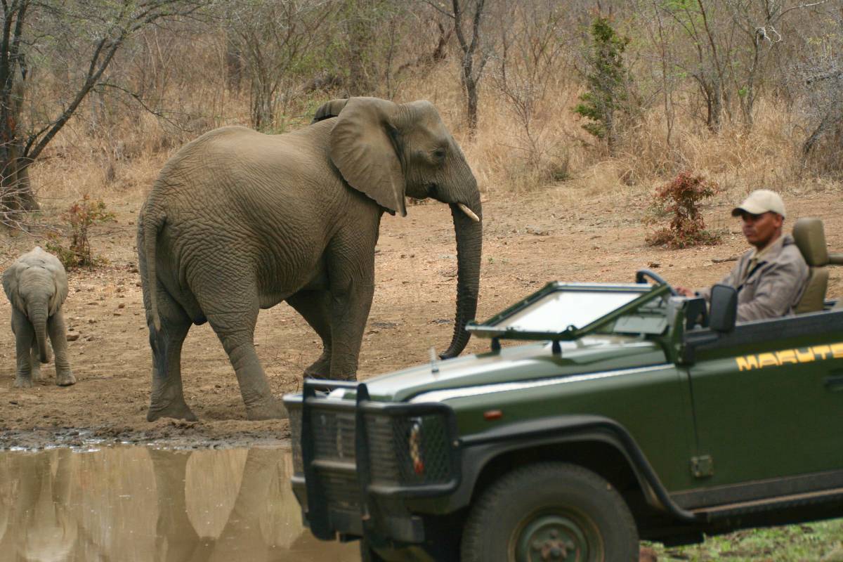 Makutsi og Big Five i Sydafrika