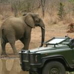 Makutsi og Big Five i Sydafrika