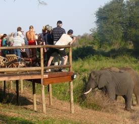 Makutsi Safari Springs
