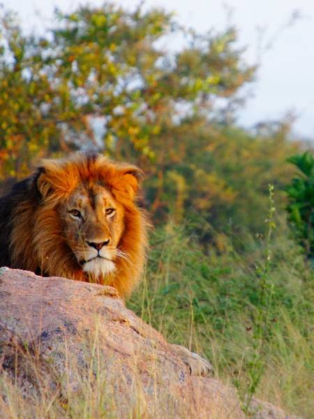 Kiplings Big Five safari i Sydafrika