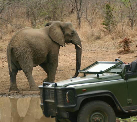 Makutsisafari-Sydafrika