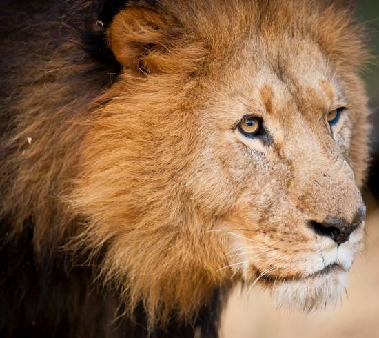 sydafrika safarirejse