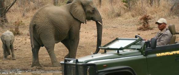 Makutsisafari-Sydafrika