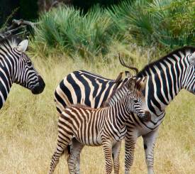 Krüger national park Kruger safari