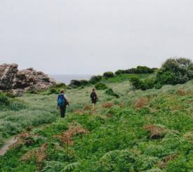 Sydafrika Dolphintrail