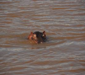 St. Lucia Wetlands – bådsafari