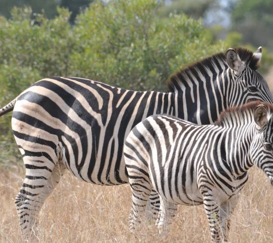 Hluhluwe-Imfolozi Game Reserve 