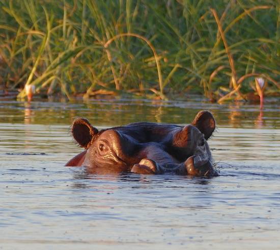 St. Lucia Wetlands – bådsafari