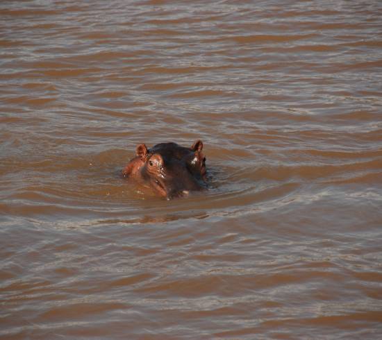 St. Lucia Wetlands – bådsafari