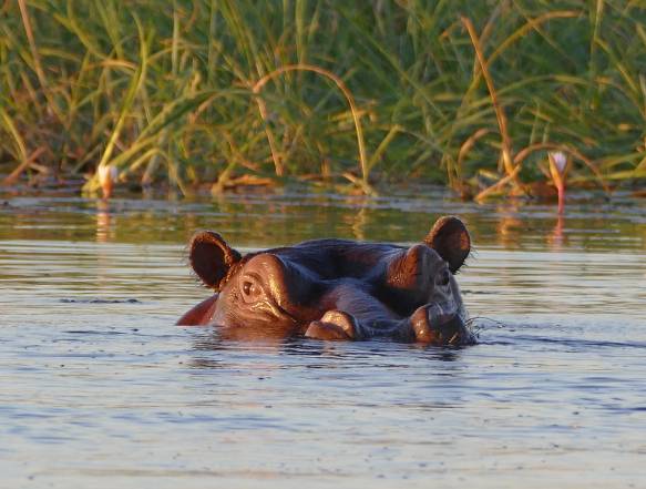 St. Lucia Wetlands – bådsafari