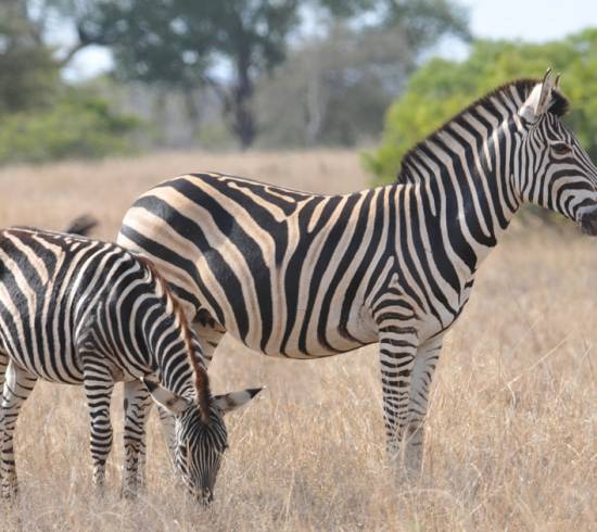 Game Reserve Timbavati, safari