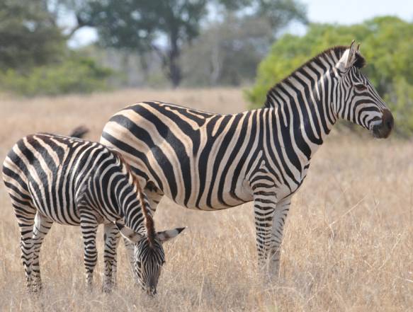 Game Reserve Timbavati, safari