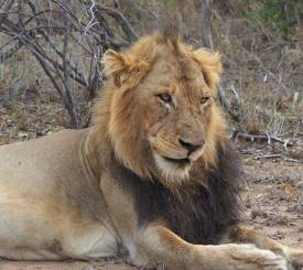Safari i Amakhala Game Reserve – Woodbury Tented Lodge