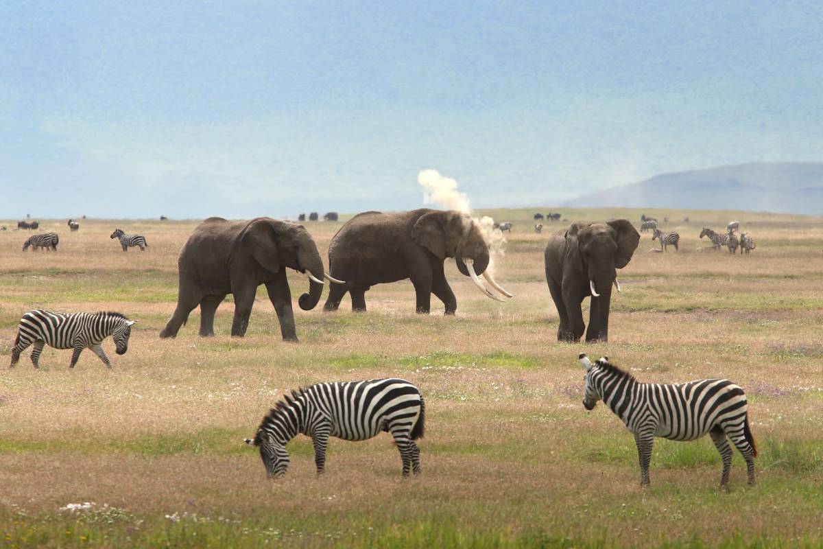 Rejsebrev fra Serengeti, Ngorongoro og Zanzibar