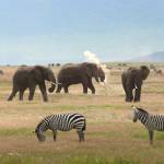 Rejsebrev fra Serengeti, Ngorongoro og Zanzibar