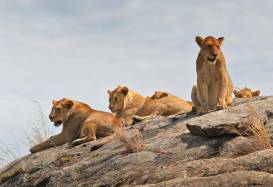 Safari rejser og natur