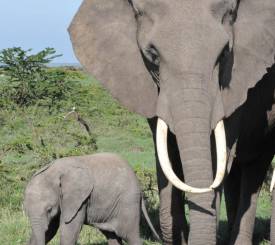 Ngorongoro krateret safarirejse