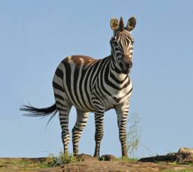 Moshi Hotel Springlands