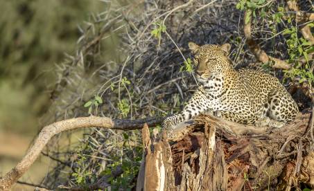 Afrika: Kilimanjaro, safari i Tanzania og Zanzibar