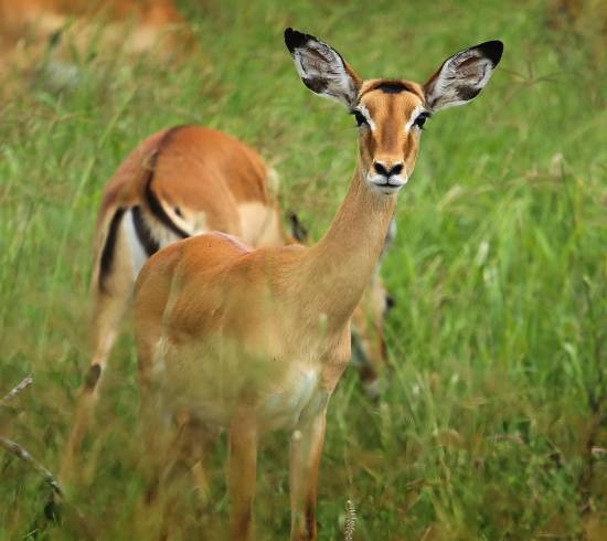 Over Naabi Plains til Ngorongoros højland