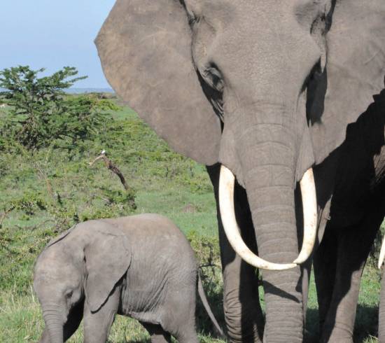 Ngorongoro krateret safarirejse