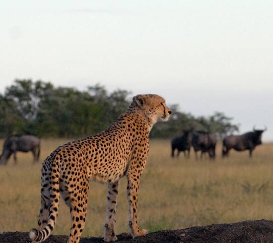 Tarangire safari rejse Tanzania