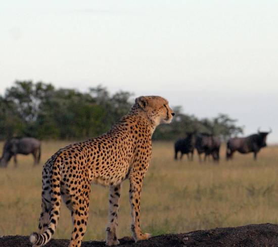 Tarangire safari rejse Tanzania