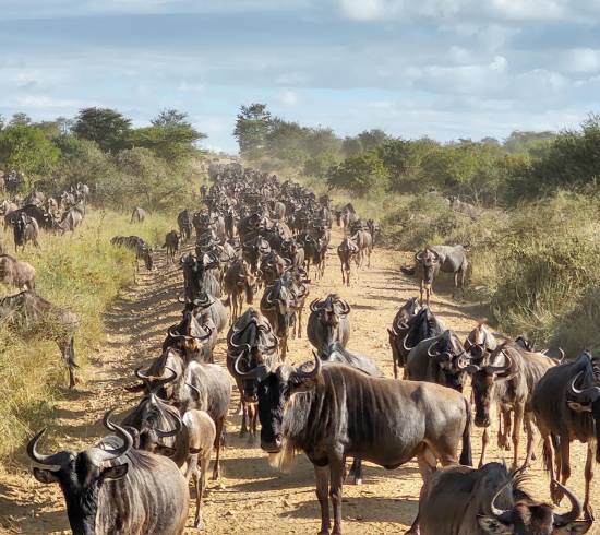 Great Migration safari 