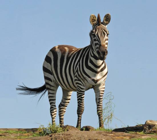 Moshi Hotel Springlands