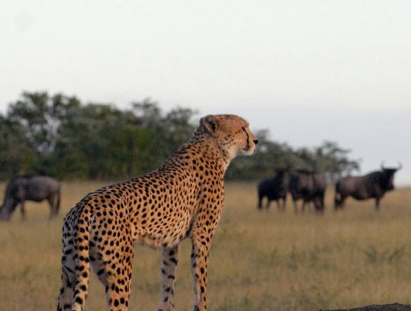 Tarangire safari rejse Tanzania