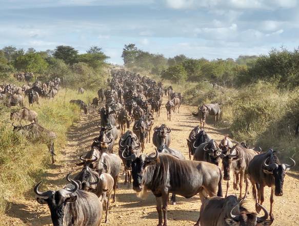 Great Migration safari 
