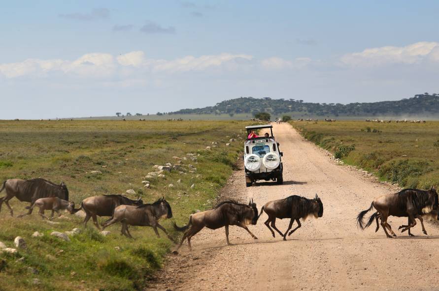 Kilimanjaro, safari og Zanzibar