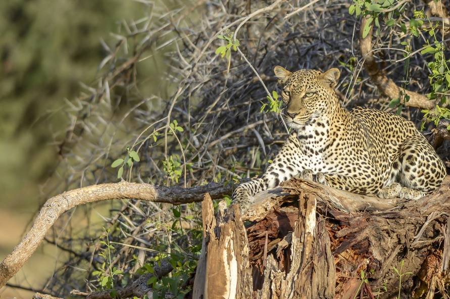 Kilimanjaro, safari og Zanzibar