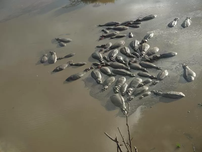 Se vildtvandring med gnuer og Zebra i Ngorongoro Nationalpark