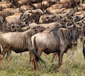 Gnuvandring i Serengeti