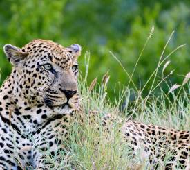 Leopard i græsset i Serengeti
