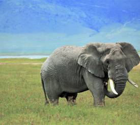 Elefant i Ngorongoro