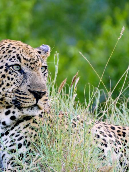 Tanzania safari med dansk rejseleder