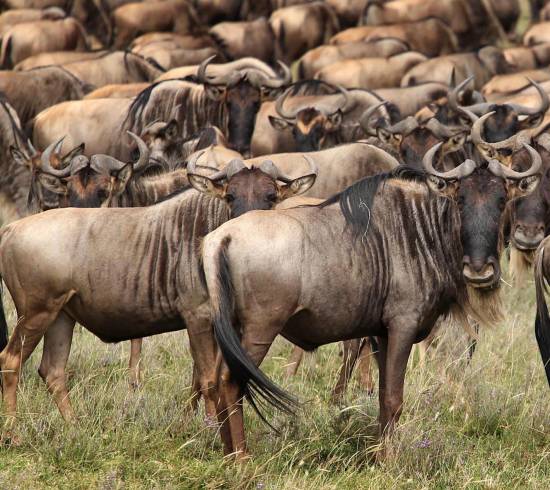 Gnuvandring i Serengeti