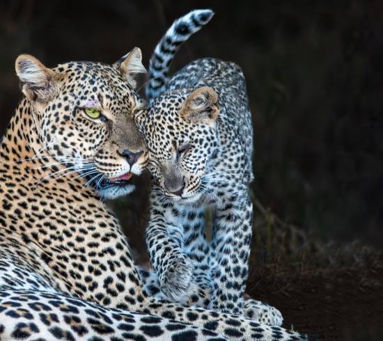 Leopard med unge i Serengeti