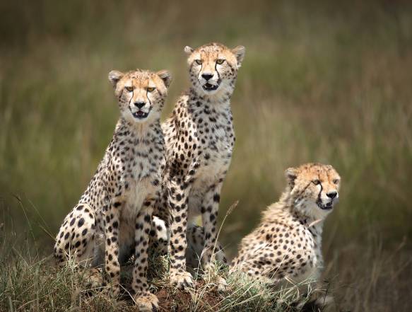 Geparder i Serengeti