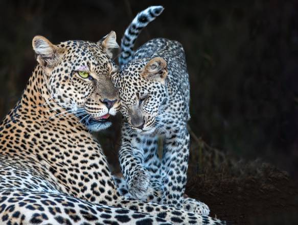 Leopard med unge i Serengeti