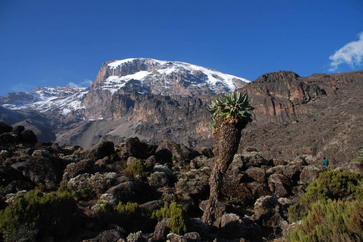 Kilimanjaro med dansk rejseleder