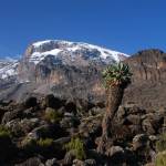 Kilimanjaro med dansk rejseleder